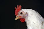 Американцы научились делать пластмассу из куриных перьев