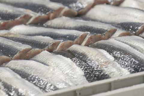 На острове Сахалин создается рыбоперерабатывающий комплекс, способный обрабатывать до 500 тонн рыбы в сутки